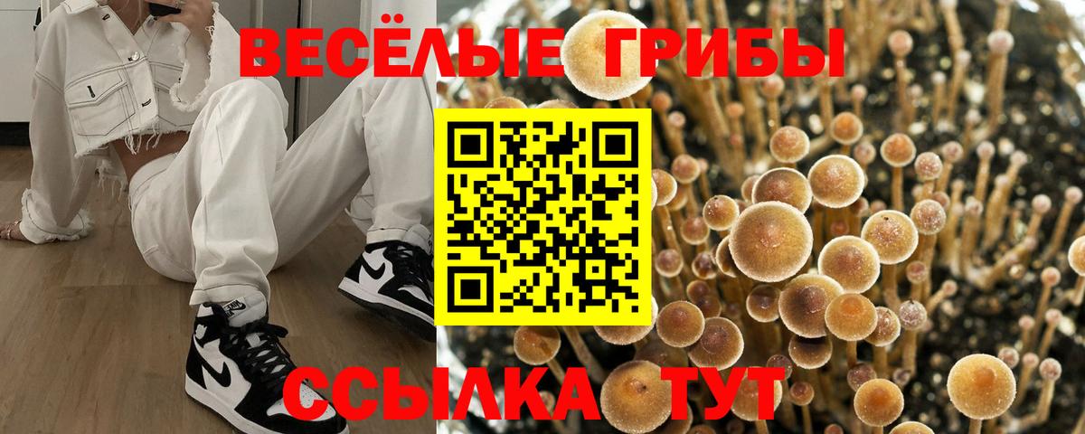 Галлюциногенные грибы Cubensis  Вход с VPN  Саяногорск 